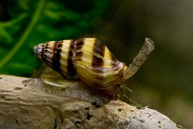 Assassin Snails: Comprehensive Guide